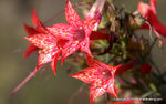 Scarlet Gilia